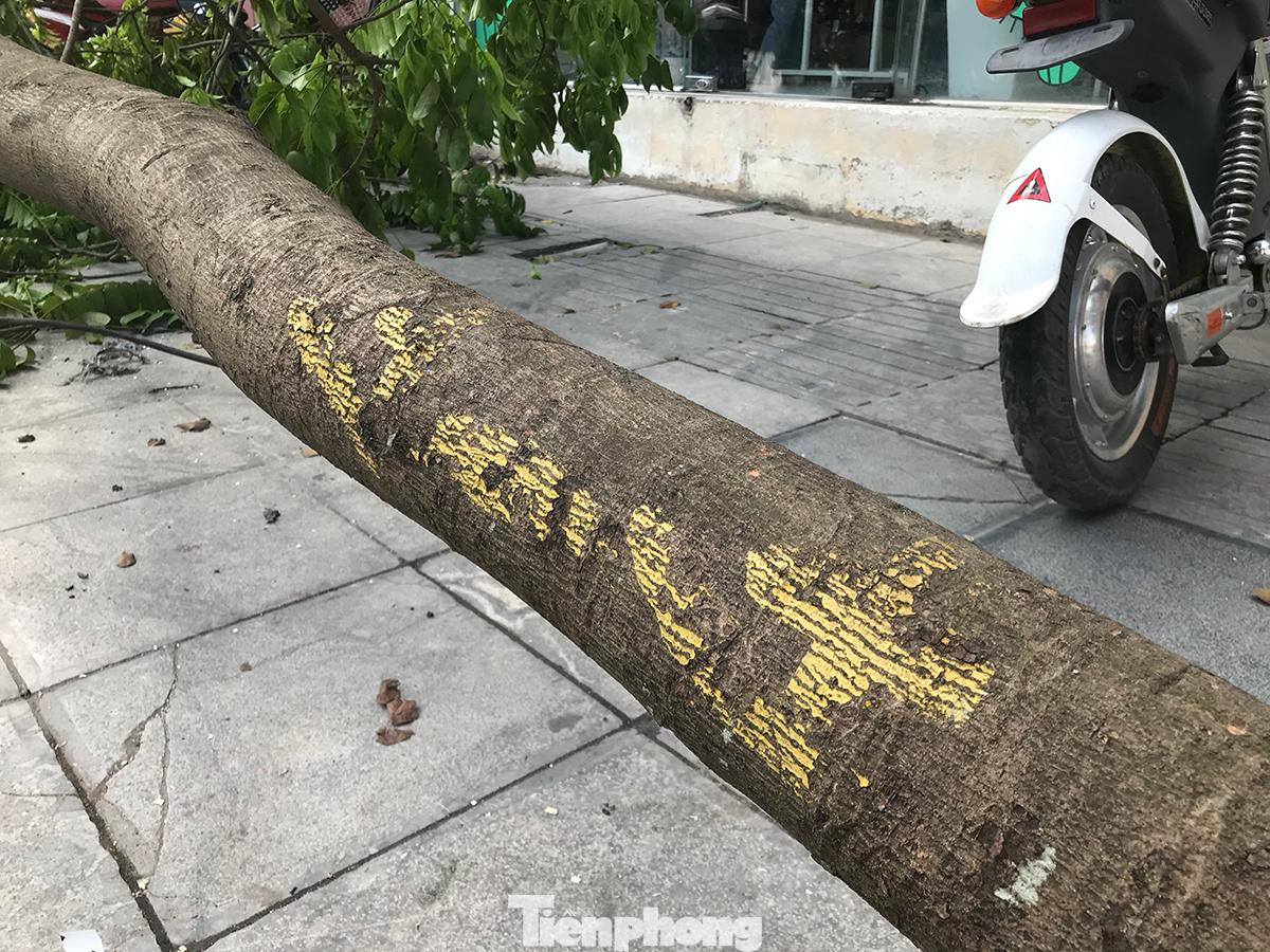 Cây sấu được đánh số trên thân để quản lý. Theo quy định quản lý, phải được cấp phép mới được chặt hạ, dịch chuyển cây xanh. Ảnh: Trường Phong.