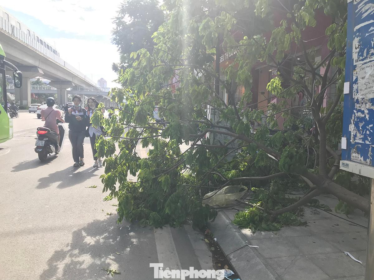 Hà Nội hiện đang lấy ý kiến về Quy định về quản lý cây xanh đô thị trên địa bàn thành phố, trong đó nêu rõ, Sở Xây dựng có thẩm quyền cấp giấy phép chặt hạ, dịch chuyển cây xanh trong trường hợp cây xanh do UBND thành phố quản lý; UBND cấp huyện cấp giấy phép chặt hạ, dịch chuyển cây xanh trên địa bàn hành chính quản lý. Ảnh: Trường Phong.