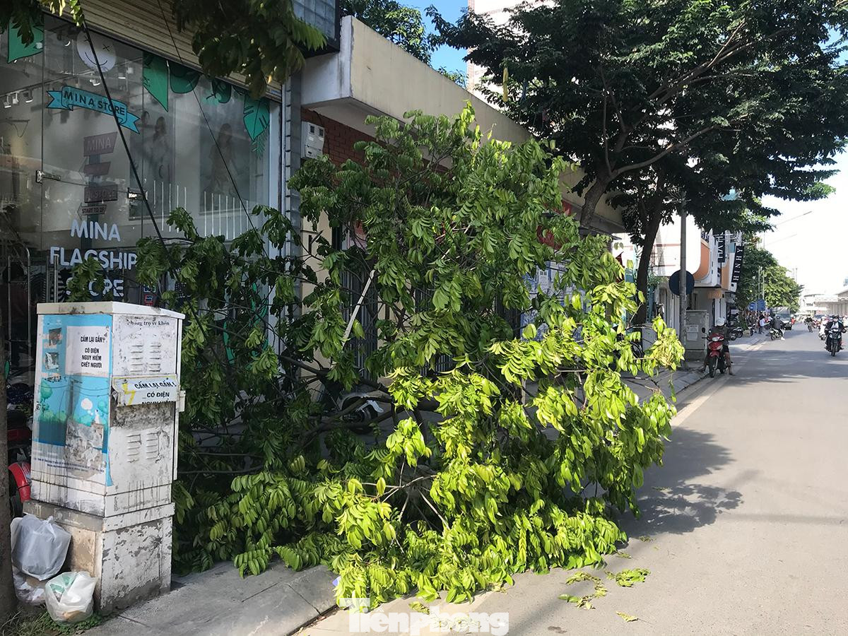 Cây sấu khá lớn, đang phát triển xanh tốt thì bị chặt hạ. Ảnh: Trường Phong.