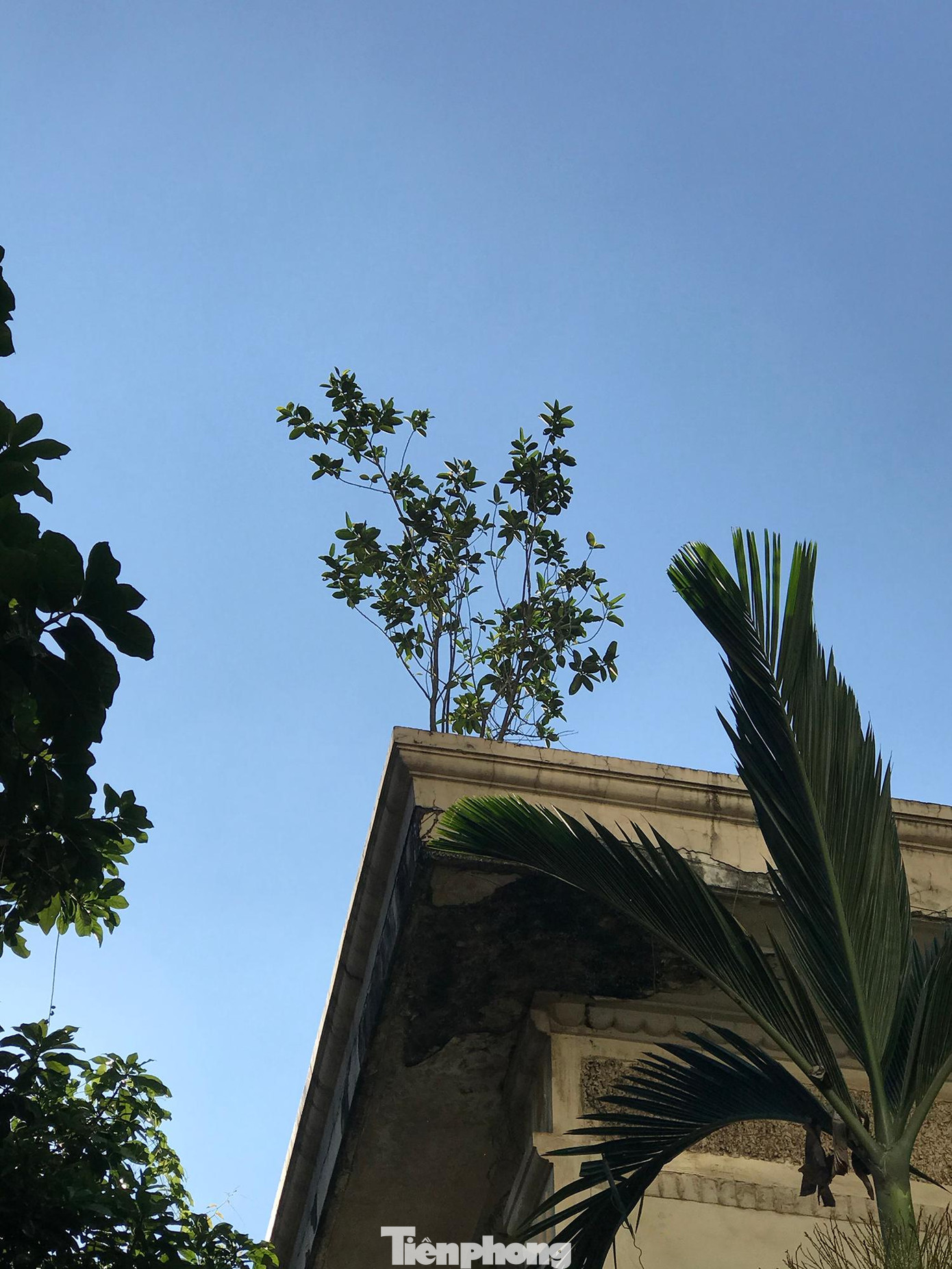 Cây dại mọc trên nóc toà biệt thự. Ảnh: Trường Phong