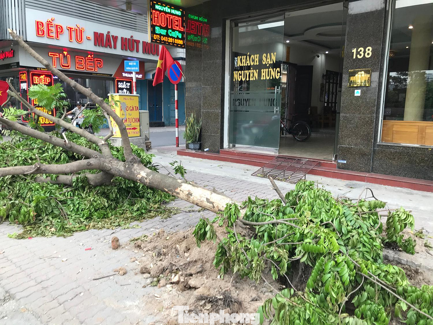 Một số cây xanh sau khi bị đào lên được dùng chính cành, lá phủ lên gốc, có lẽ chờ di chuyển đến địa điểm khác. Ảnh: Trường Phong