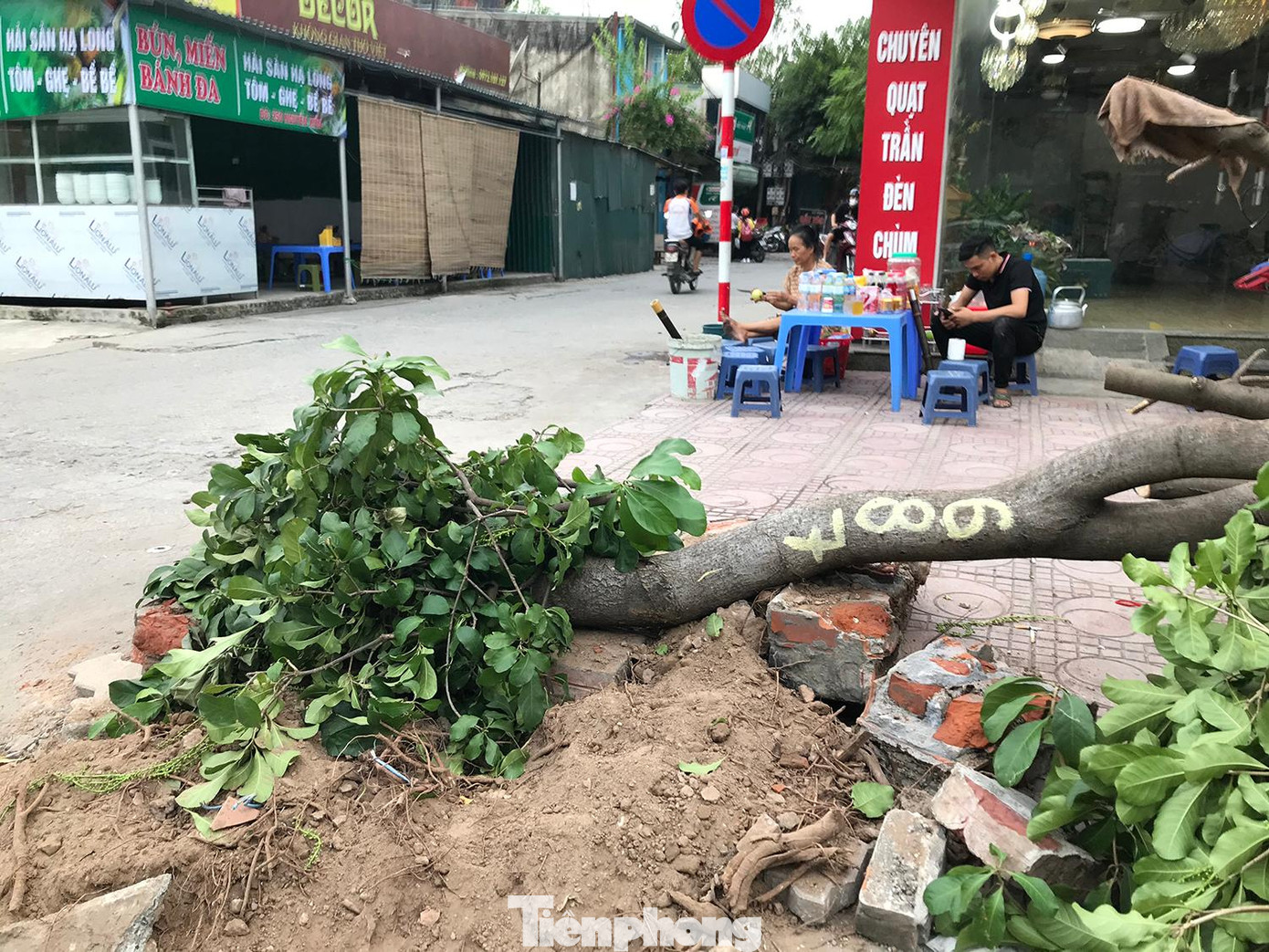 Có cả những cây lộc vừng, đường kính thân lớn, và được đánh số trên thân cây để theo dõi. Ảnh: Trường Phong