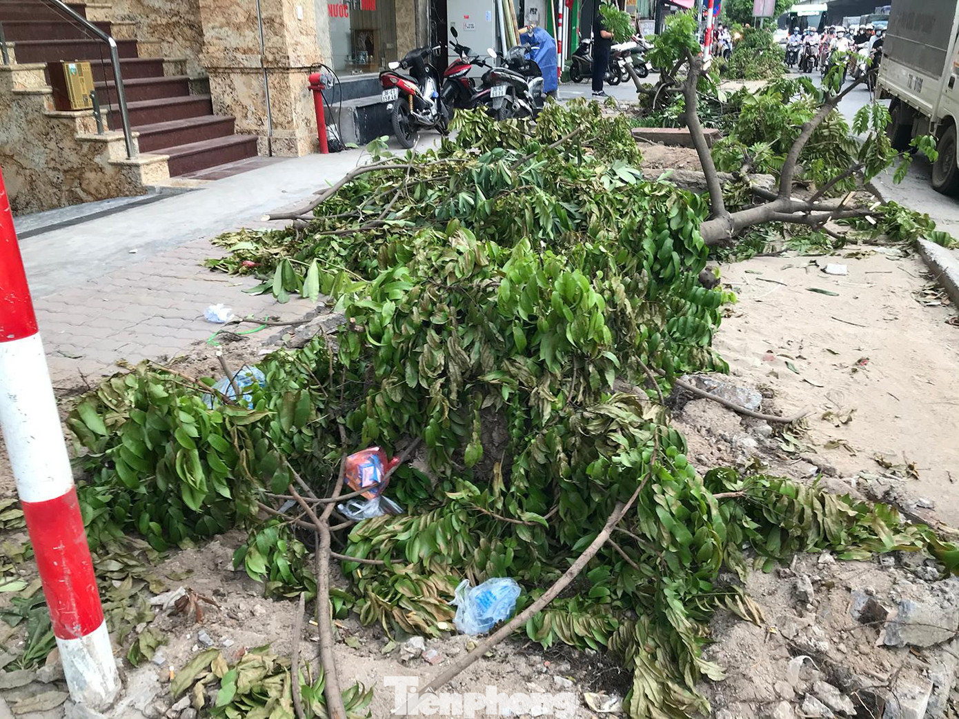Cây xanh bị dịch chuyển, chặt hạ nằm la liệt trên vỉa hè đường Nguyễn Xiển. Ảnh: Trường Phong Cây xanh bị dịch chuyển, chặt hạ nằm la liệt trên vỉa hè đường Nguyễn Xiển. Ảnh: Trường Phong