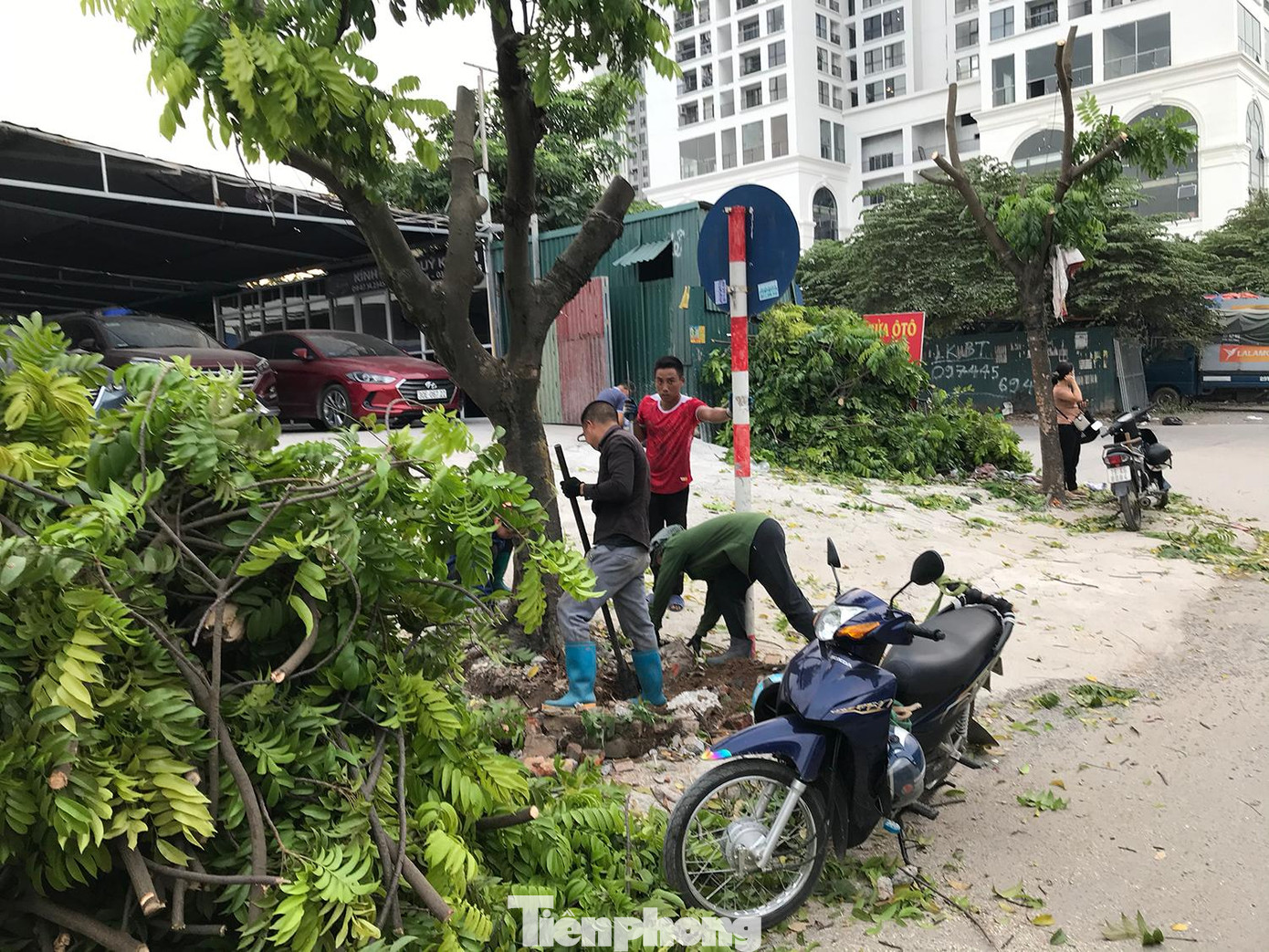 Hai cây sấu bị chặt ngọn, đào gốc chiều 15/9 trên đường Nguyễn Xiển. Ảnh: Trường Phong