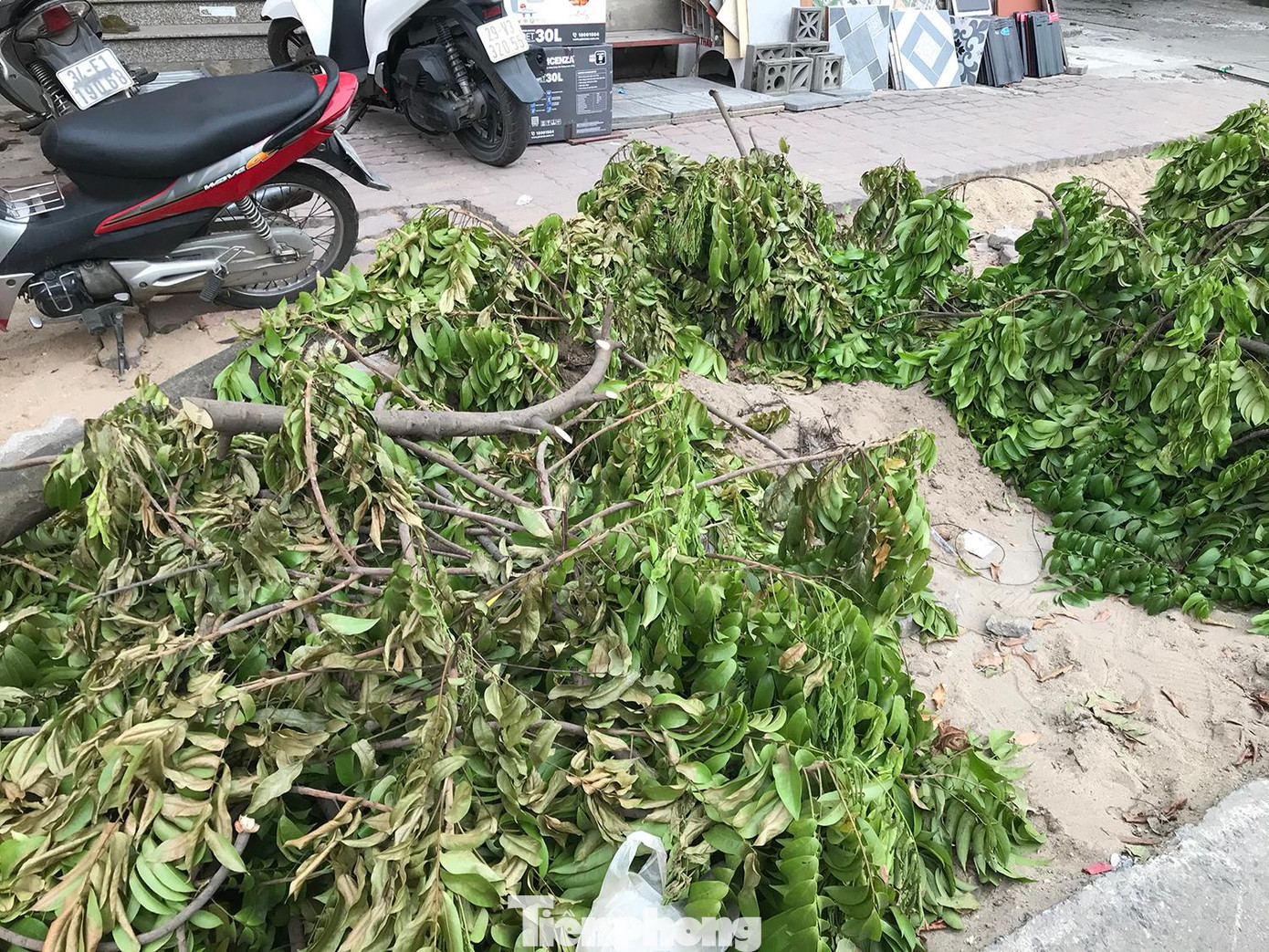 Trao đổi với phóng viên Tiền Phong, một cán bộ ở đơn vị quản lý đô thị quận Thanh Xuân cho biết, sẽ tìm hiểu thông tin về việc chặt hạ cây xanh này. Ảnh: Trường Phong