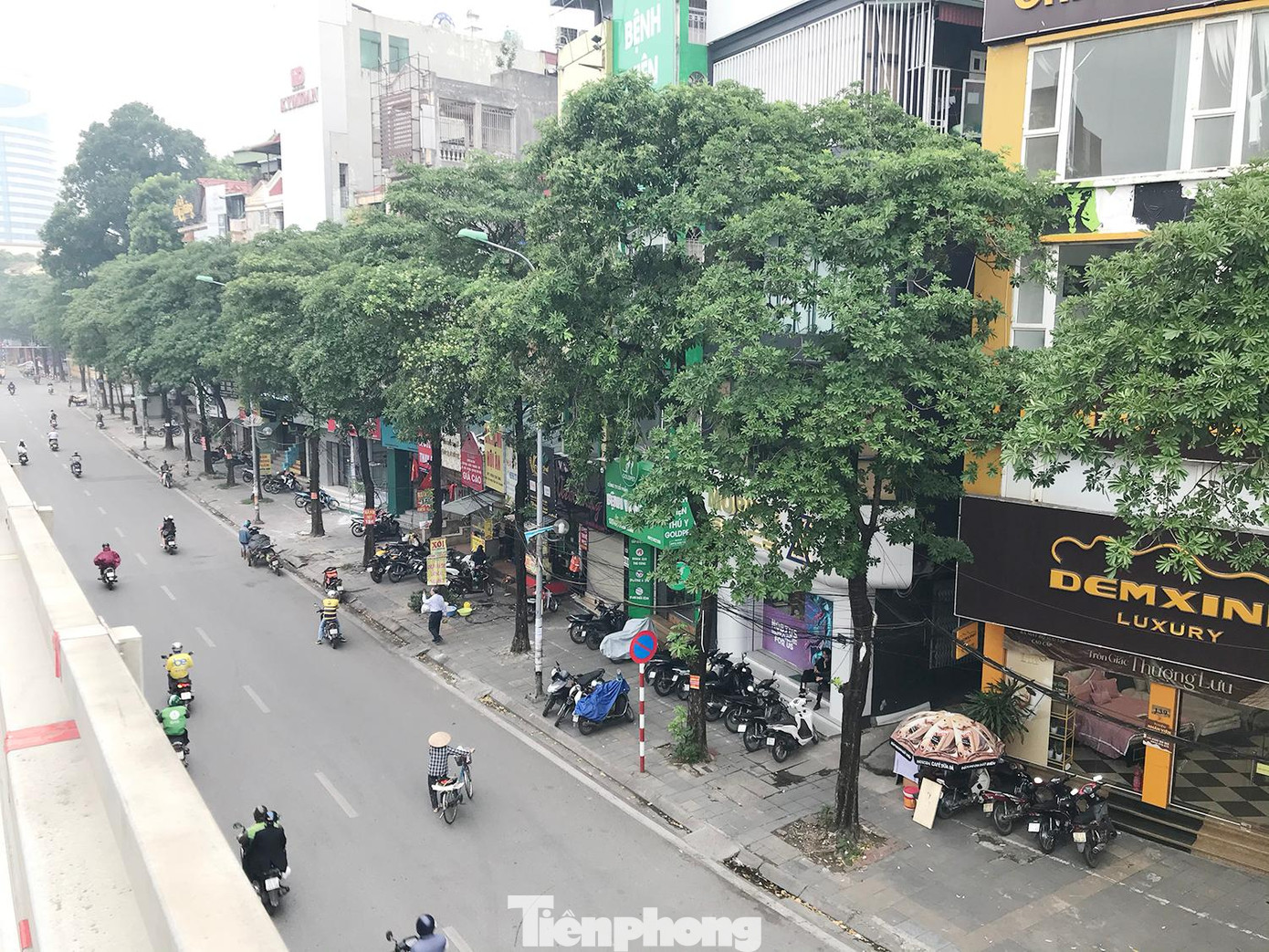 Một phần hàng cây hoa sữa trên phố Nguyễn Chí Thanh. Ảnh: Trường Phong