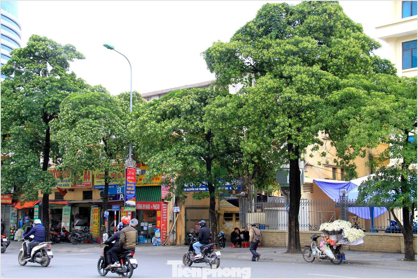 Thời điểm cuối năm 2022, Hà Nội dự định di chuyển bớt hàng hoa sữa cổ thụ trên phố Nguyễn Chí Thanh nhưng do còn nhiều ý kiến khác nhau nên chưa triển khai. Ảnh: PV