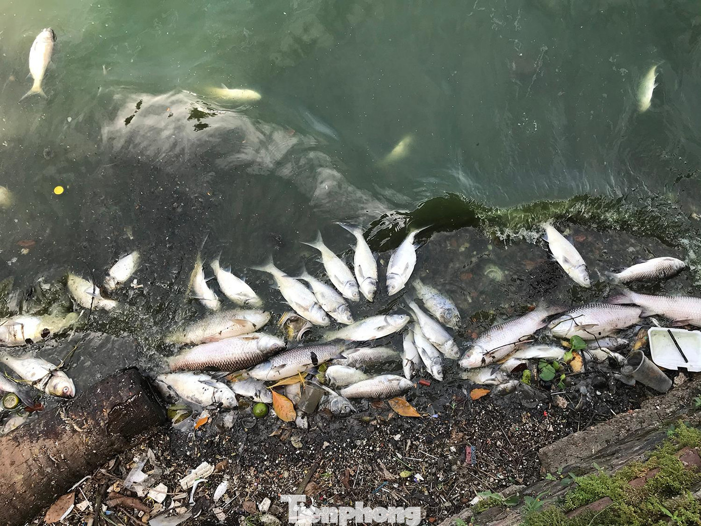 Cũng theo Cty Thoát nước, nguyên nhân khiến cá chết có thể do thay đổi thời tiết vào thời điểm giao mùa. Ảnh: Trường Phong