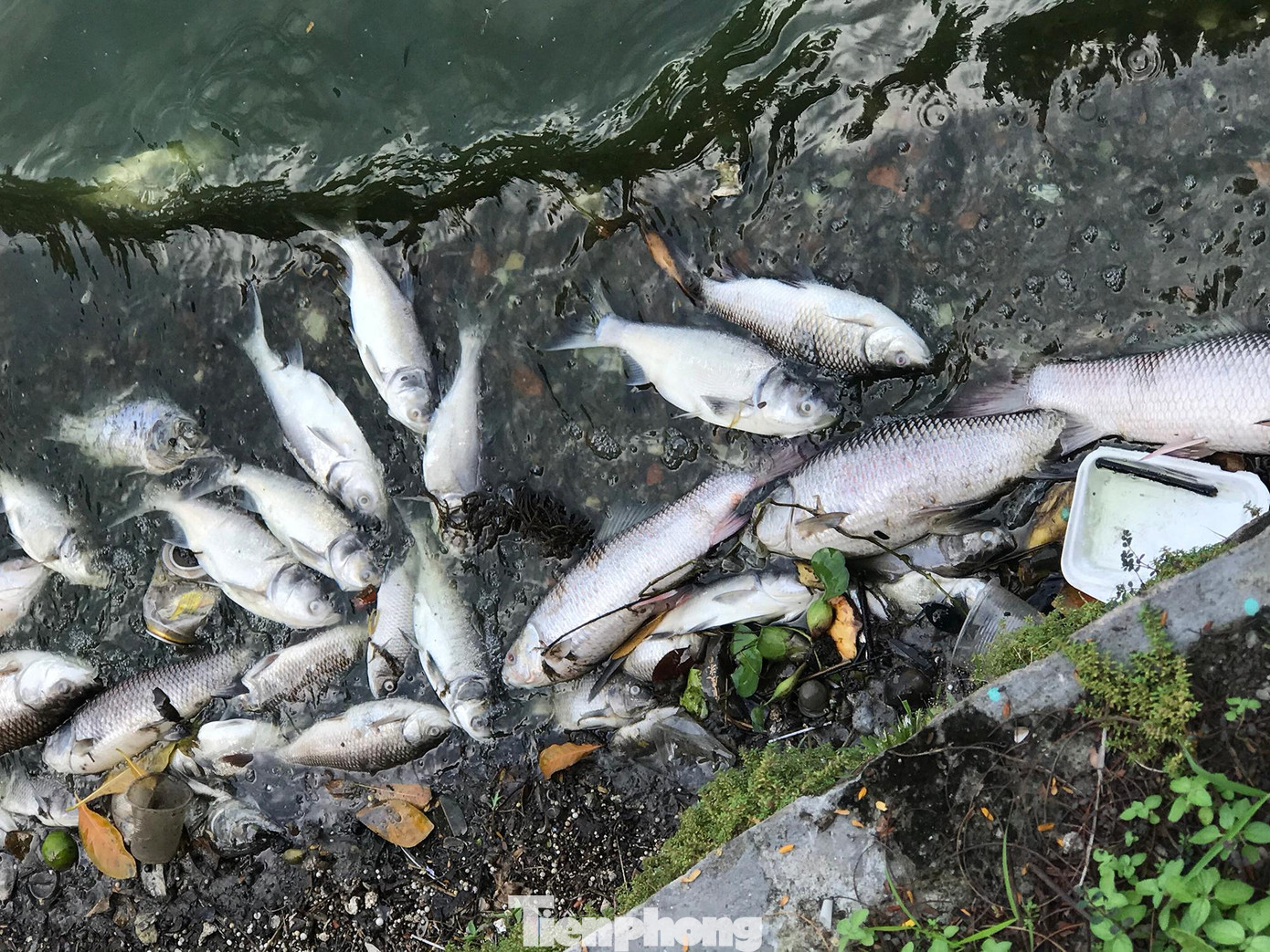 Có nhiều loại cá chết, trong đó có những con cá kích thước khá rất lớn. Ảnh: Trường Phong