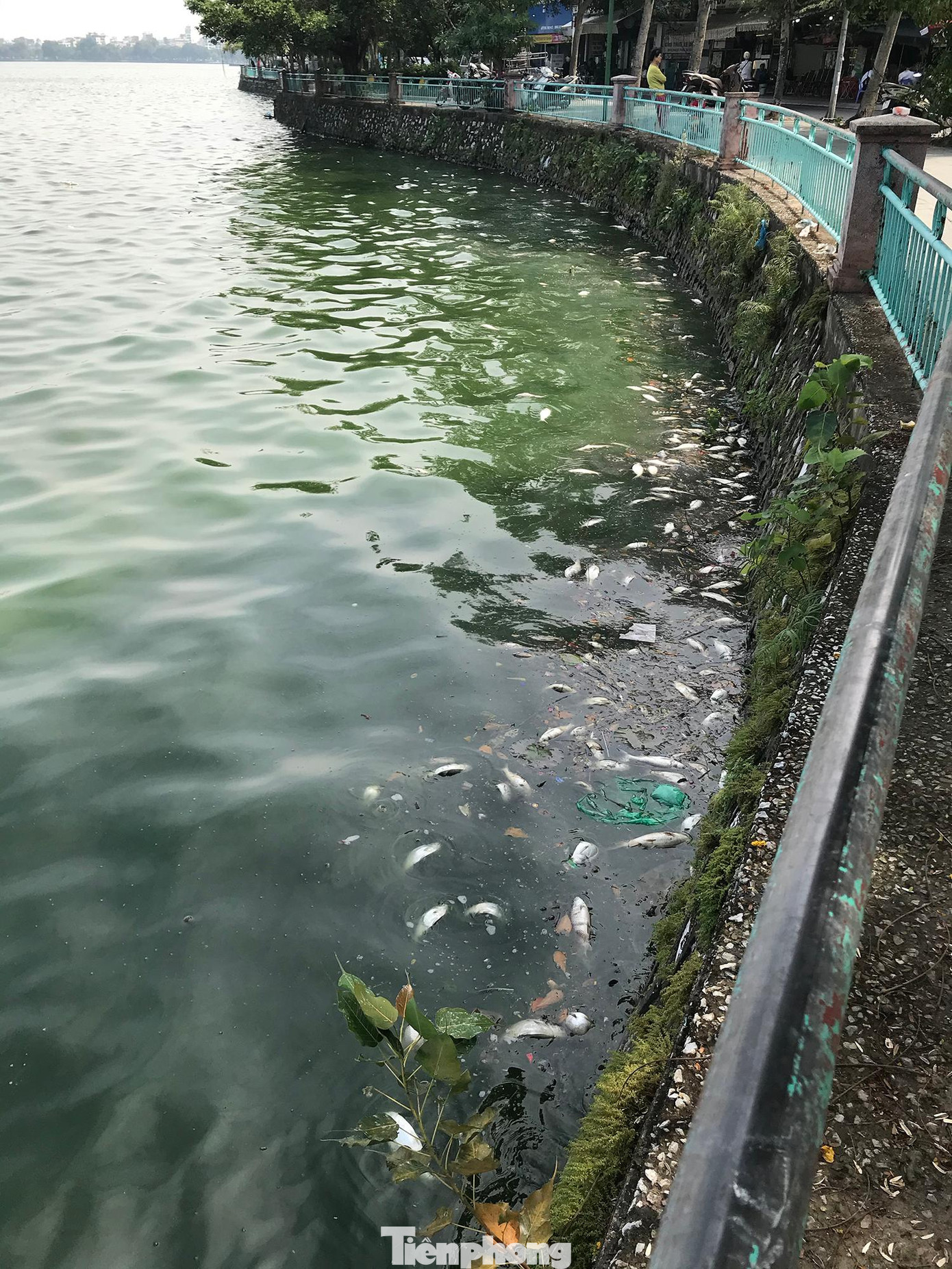 Nhiều khu vực tập trung số lượng cá chết khá lớn. Ảnh: Trường Phong