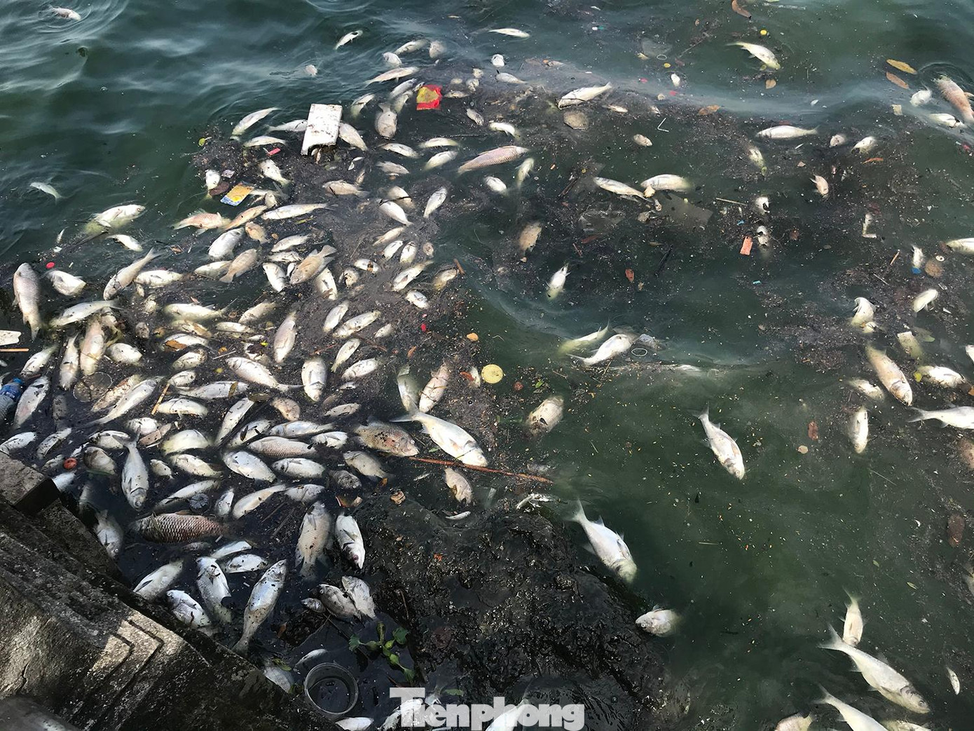 Một khu vực tập trung rất nhiều cá chết ven đường Nguyễn Đình Thi. Ảnh: Trường Phong