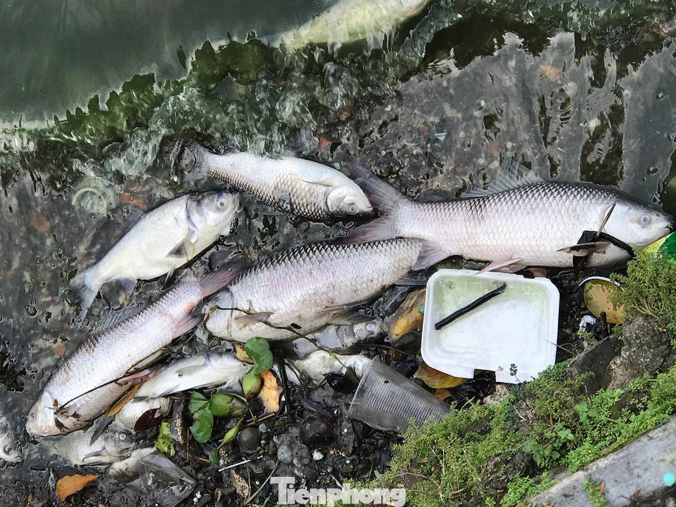 Trao đổi với phóng viên Tiền Phong trước đó, phía Công ty Thoát nước Hà Nội cho biết, lượng cá chết chủ yếu là cá mới được thả phóng sinh. Ảnh: Trường Phong