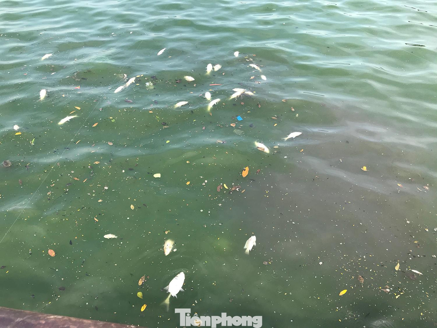 Một cống thoát nước phía đầu đường Nguyễn Đình Thi vẫn đổ nước xuống hồ Tây. Ảnh: Trường Phong