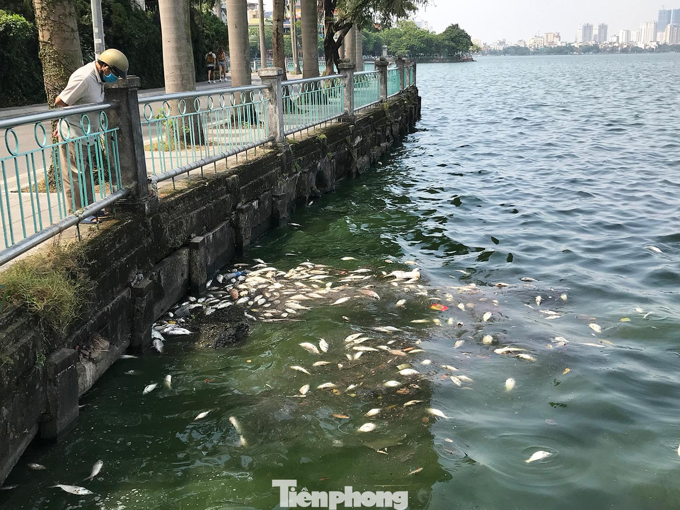 Cá chết nổi trôi vào bờ phía đường Nguyễn Đình Thi ngày 13/10. Ảnh: Trường Phong