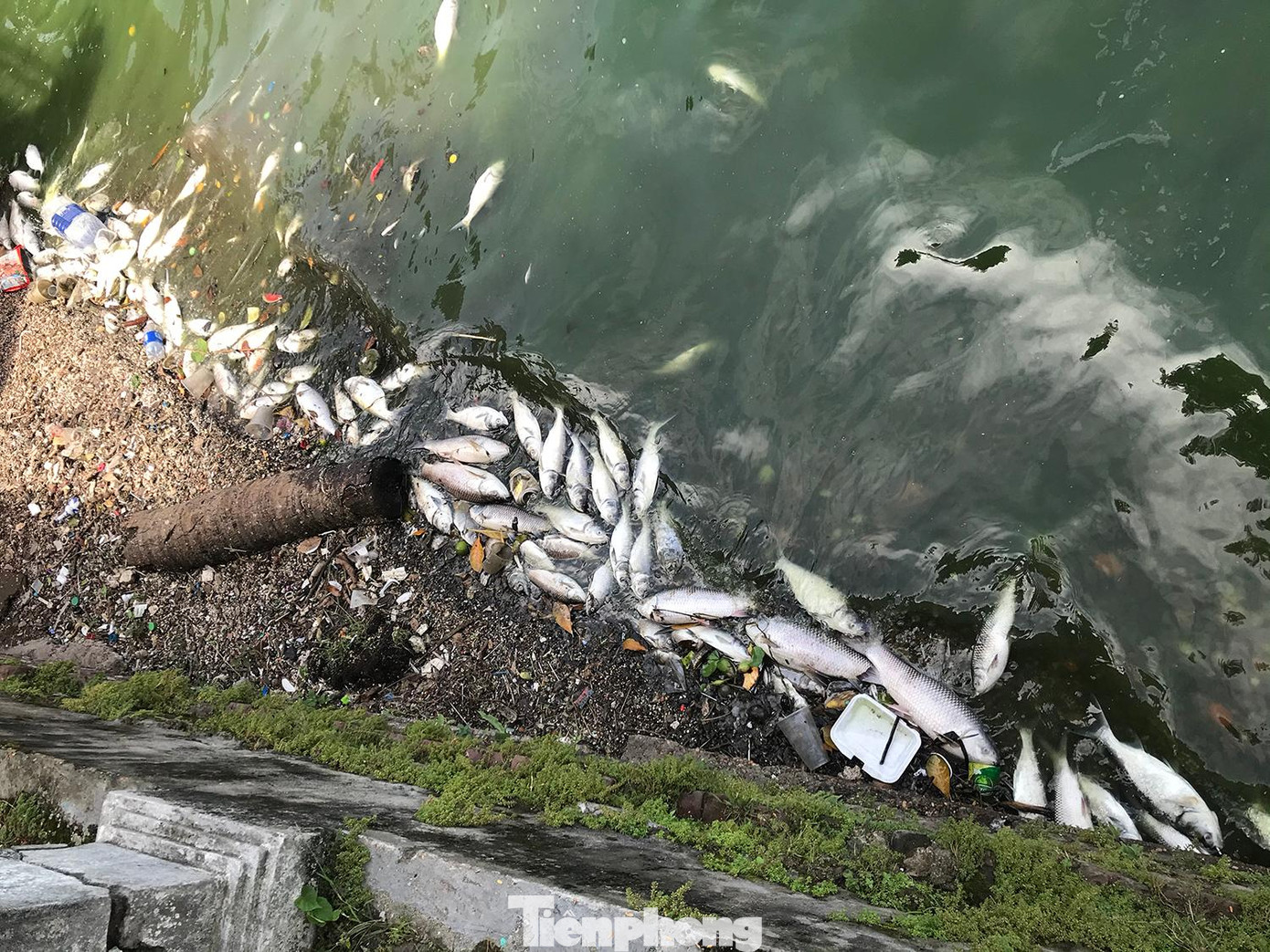 Cá chết dạt bờ tại một góc hồ khu vực đường Nguyễn Đình Thi. Ảnh: Trường Phong