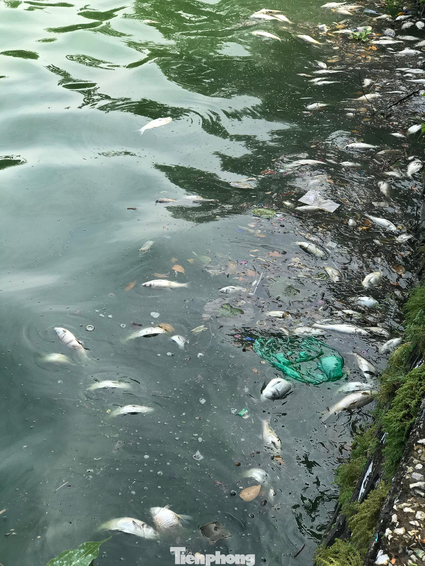 Lượng cá chết khá nhiều, dạt vào bờ, bốc mùi hôi thối khó chịu. Ảnh: Trường Phong