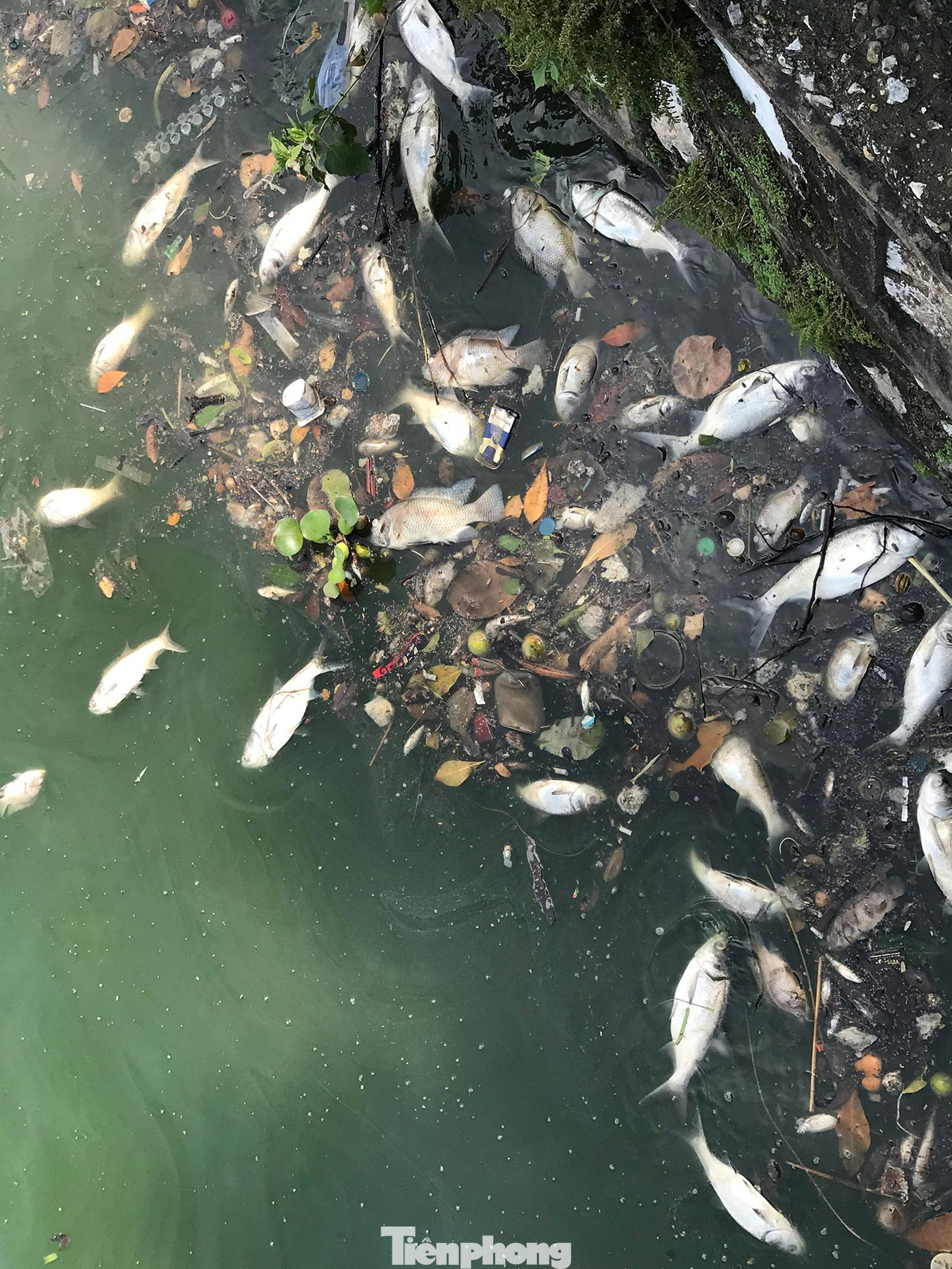 Đáng chú ý, tình trạng cá chết ở hồ Tây đã diễn ra từ những ngày đầu tháng 10 đến nay. Ảnh: Trường Phong