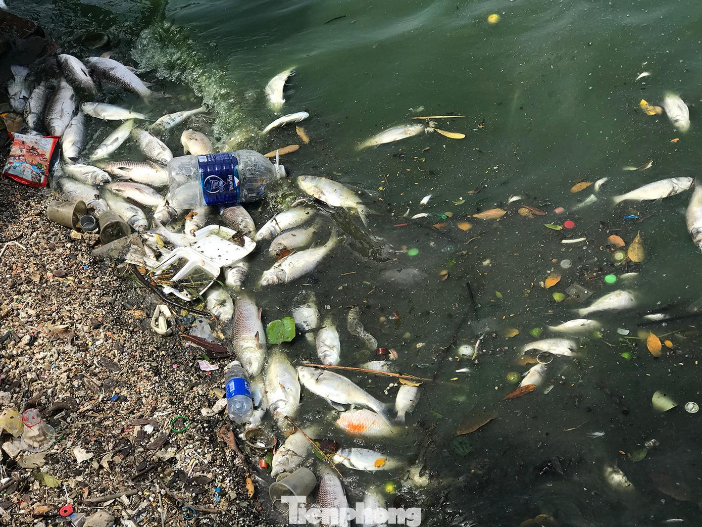 Nhiều người dân sinh sống quanh khu vực này rất băn khoăn khi thấy cá chết kéo dài nhiều ngày. Ảnh: Trường Phong