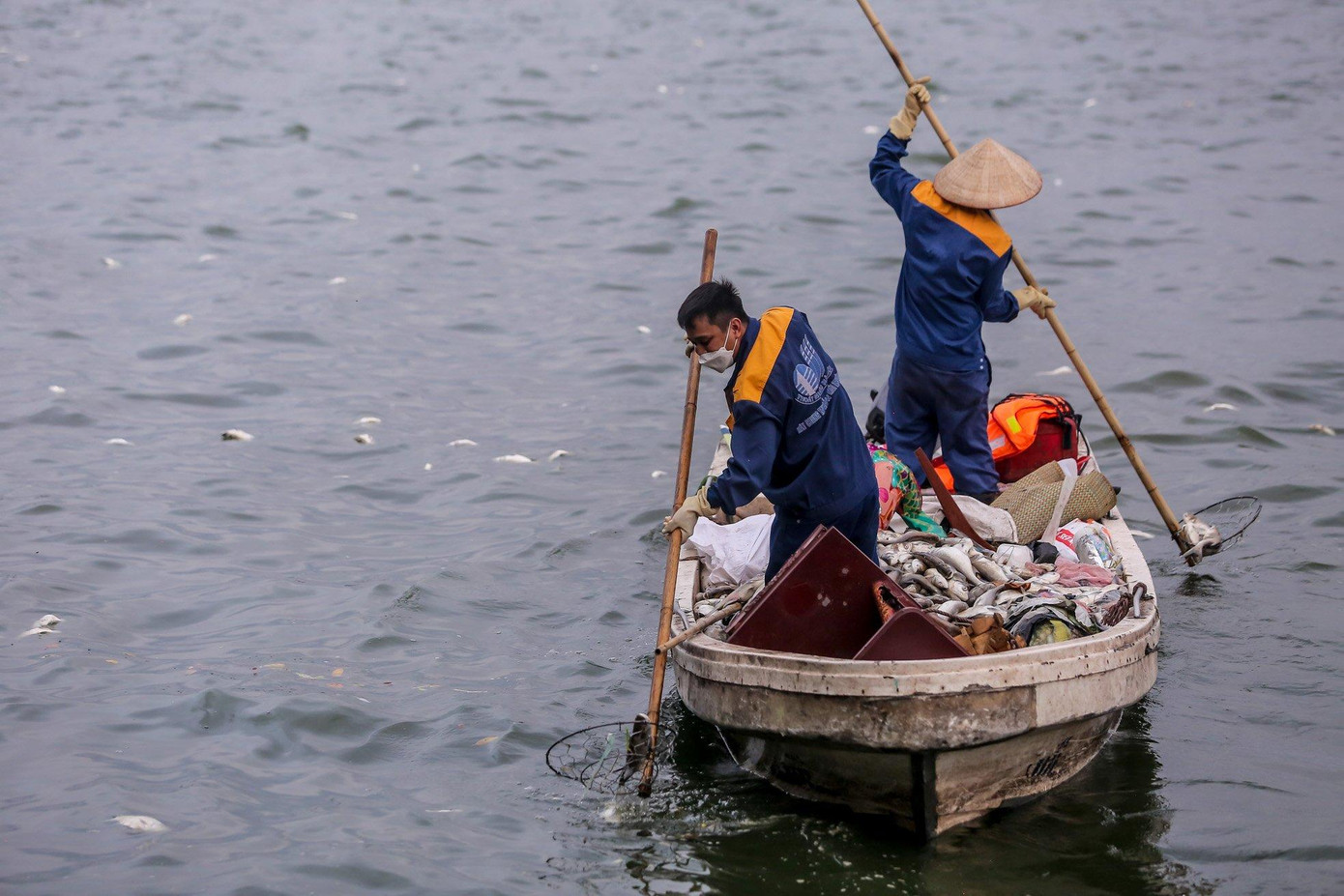 Được giao chủ trì phối hợp với các đơn vị có liên quan, quận Tây Hồ đang đề xuất nhiều giải pháp đồng bộ để giải quyết tình trạng cá chết kéo dài nhiều ngày ở hồ Tây. Cùng với việc vớt xác cá chết, quận phối hợp tiến hành quan trắc môi trường nước; đề xuất có hướng dẫn biện pháp xử lý tảo nổi diện rộng trên mặt hồ khi thời tiết giao mùa; đề xuất đánh tỉa bớt cá ở hồ Tây; phối hợp đề nghị Cty Phú Điền vận hành tối đa công suất các máy sục khí trên hồ...Ảnh: Duy Phạm Được giao chủ trì phối hợp với các đơn vị có liên quan, quận Tây Hồ đang đề xuất nhiều giải pháp đồng bộ để giải quyết tình trạng cá chết kéo dài nhiều ngày ở hồ Tây. Cùng với việc vớt xác cá chết, quận phối hợp tiến hành quan trắc môi trường nước; đề xuất có hướng dẫn biện pháp xử lý tảo nổi diện rộng trên mặt hồ khi thời tiết giao mùa; đề xuất đánh tỉa bớt cá ở hồ Tây; phối hợp đề nghị Cty Phú Điền vận hành tối đa công suất các máy sục khí trên hồ...Ảnh: Duy Phạm