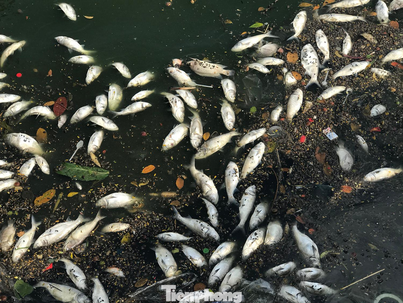 Cá chết trôi dạt vào bờ hồ Tây ven phố Vệ Hồ ngày 18/11. Ảnh: Trường Phong