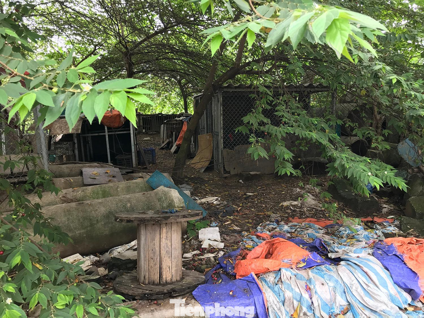 Dưới tán cây ở trong khuôn viên khu tái định cư, người dân quanh đó tận dụng dựng nhiều chuồng gà. Ảnh: Trường Phong Dưới tán cây ở trong khuôn viên khu tái định cư, người dân quanh đó tận dụng dựng nhiều chuồng gà. Ảnh: Trường Phong