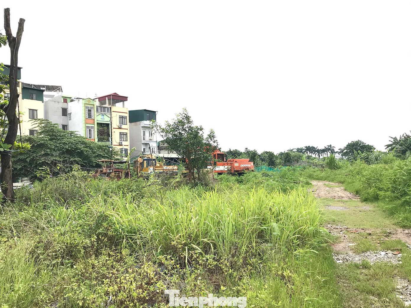 Cỏ dại mọc khắp khuôn viên. Ảnh: Trường Phong Cỏ dại mọc khắp khuôn viên. Ảnh: Trường Phong