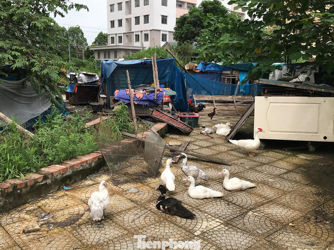 Cận cảnh khu chăn, thả gia cầm trong khuôn viên khu chung cư tái định cư Trần Phú. Ảnh: Trường Phong Cận cảnh khu chăn, thả gia cầm trong khuôn viên khu chung cư tái định cư Trần Phú. Ảnh: Trường Phong