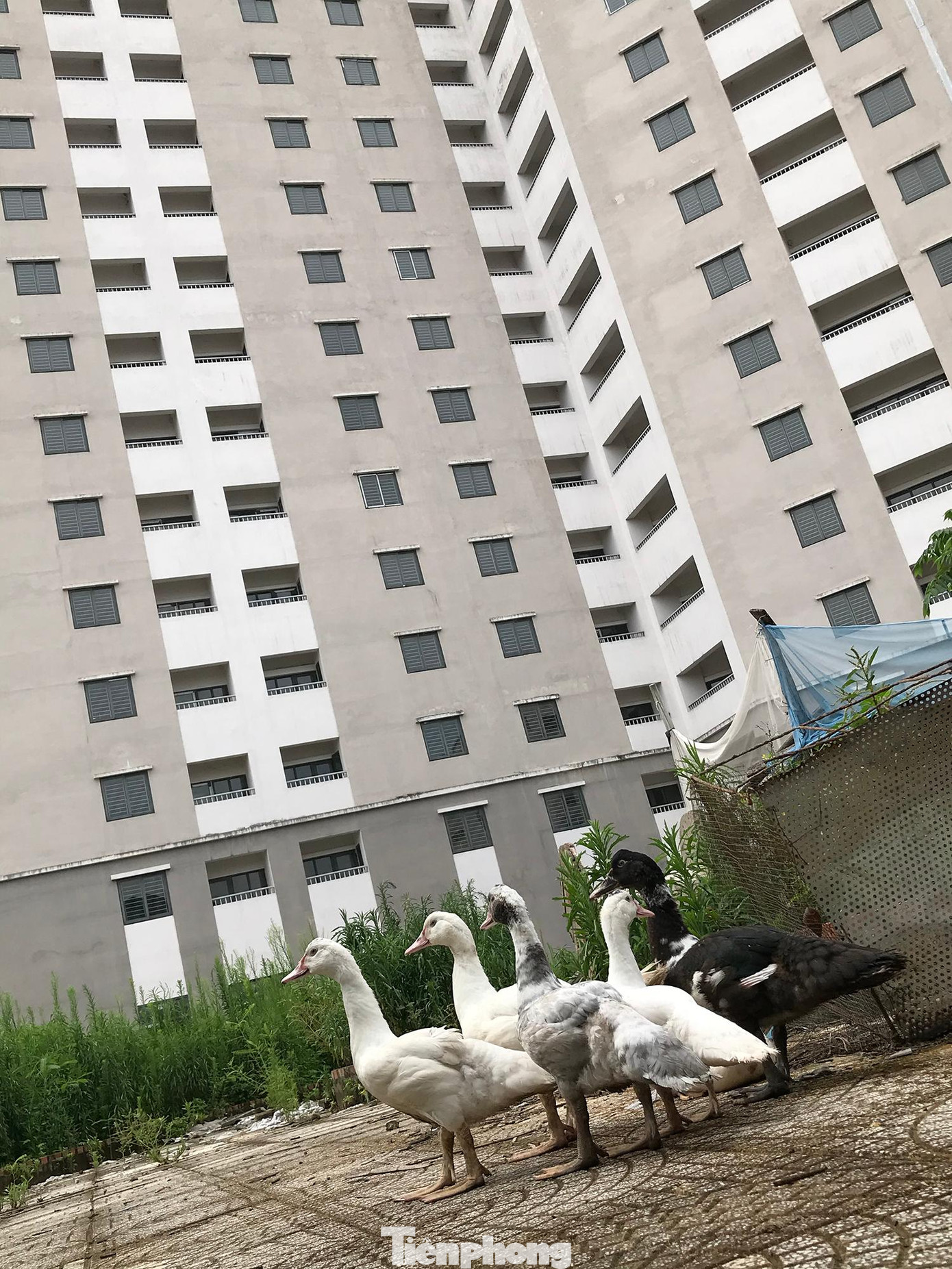 Đàn ngan được chăn thả trong khuôn viên khu tái định cư Trần Phú. Ảnh: Trường Phong Đàn ngan được chăn thả trong khuôn viên khu tái định cư Trần Phú. Ảnh: Trường Phong