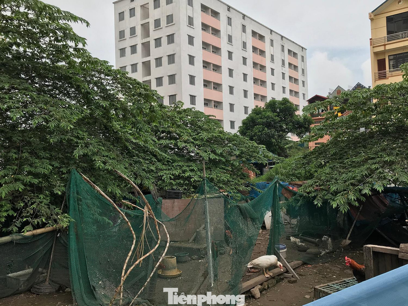 Khu vực vườn hoa trung tâm thậm chí còn được quây lại, làm thành khu chăn nuôi gà, vịt, ngan. Ảnh: Trường Phong Khu vực vườn hoa trung tâm thậm chí còn được quây lại, làm thành khu chăn nuôi gà, vịt, ngan. Ảnh: Trường Phong