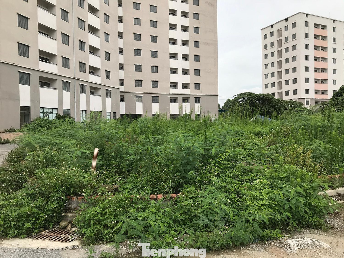 Khuôn viên khu tái định cư để cây cối mọc um tùm, chủ yếu là cỏ dại. Ảnh: Trường Phong Khuôn viên khu tái định cư để cây cối mọc um tùm, chủ yếu là cỏ dại. Ảnh: Trường Phong