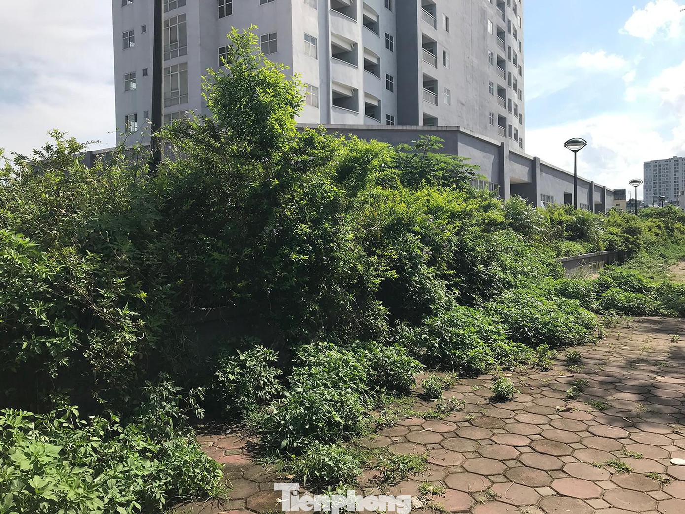 Khuôn viên xung quanh khu tái định cư cây cối mọc um tùm. Ảnh: Trường Phong