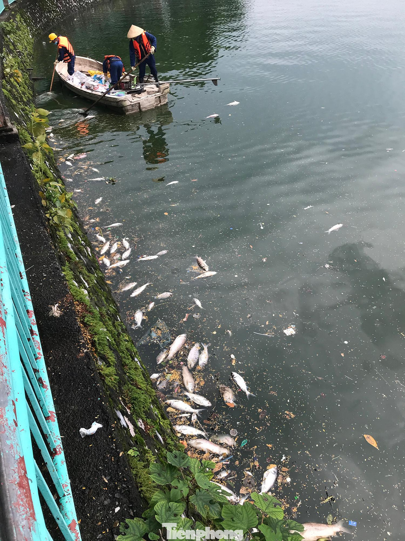 Có nhiều khu vực, lượng cá chết khá nhiều, nhiều loại cá to. Ảnh: Trường Phong