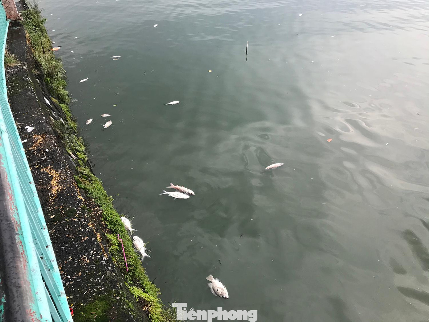 Nhiều khu vực lượng cá chết rải rác trên mặt hồ, chưa trôi dạt vào bờ. Ảnh: Trường Phong