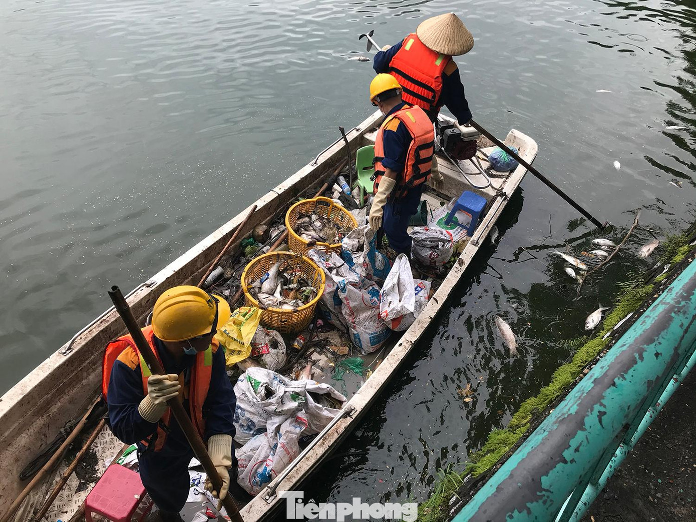 Bao tải, sọt được huy động để đựng xác cá chết, đưa đi xử lý. Ảnh: Trường Phong
