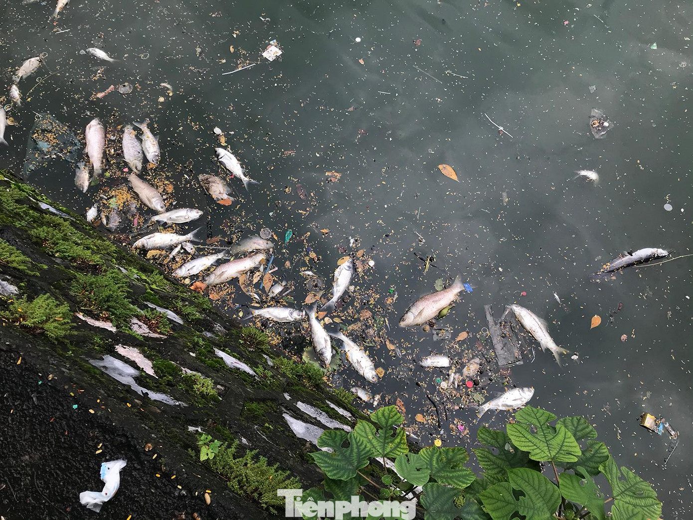 Chiều 6/10, theo ghi nhận của phóng viên Tiền Phong, tình trạng cá chết ở hồ Tây tiếp tục diễn ra, nhiều cá chết dạt vào bờ, bốc mùi hôi thối khó chịu. Ảnh: Trường Phong
