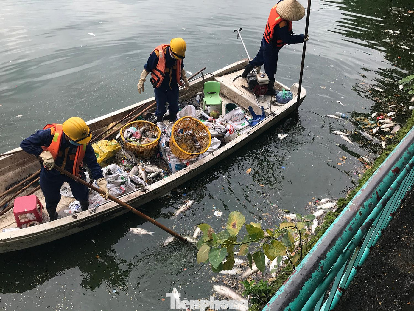 Công nhân Cty Thoát nước Hà Nội vớt cá chết ở hồ Tây. Ảnh: Trường Phong