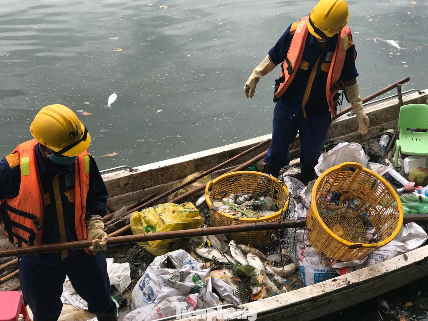 Theo ghi nhận của phóng viên, trong vài ngày qua, đã có cả tạ cá ở hồ Tây bị chết. Ảnh: Trường Phong