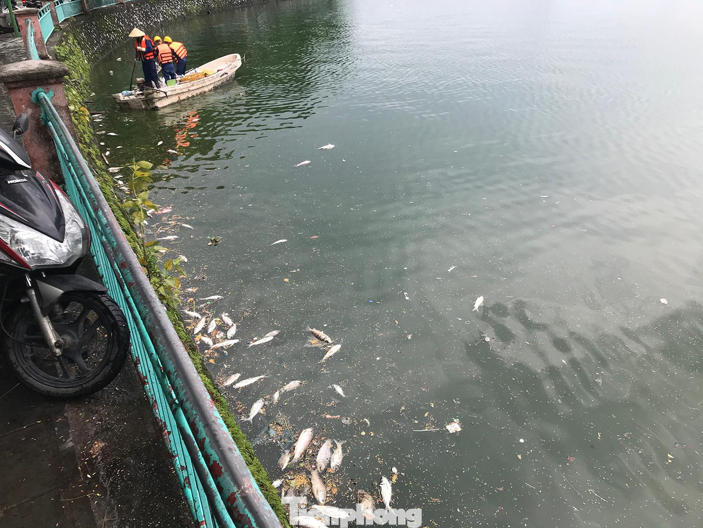 Chưa rõ nguyên nhân chính xác của hiện tượng cá chết ở hồ Tây những ngày qua, tuy nhiên, theo lý giải ban đầu của Cty Thoát nước Hà Nội là do thay đổi thời tiết. Ảnh: Trường Phong