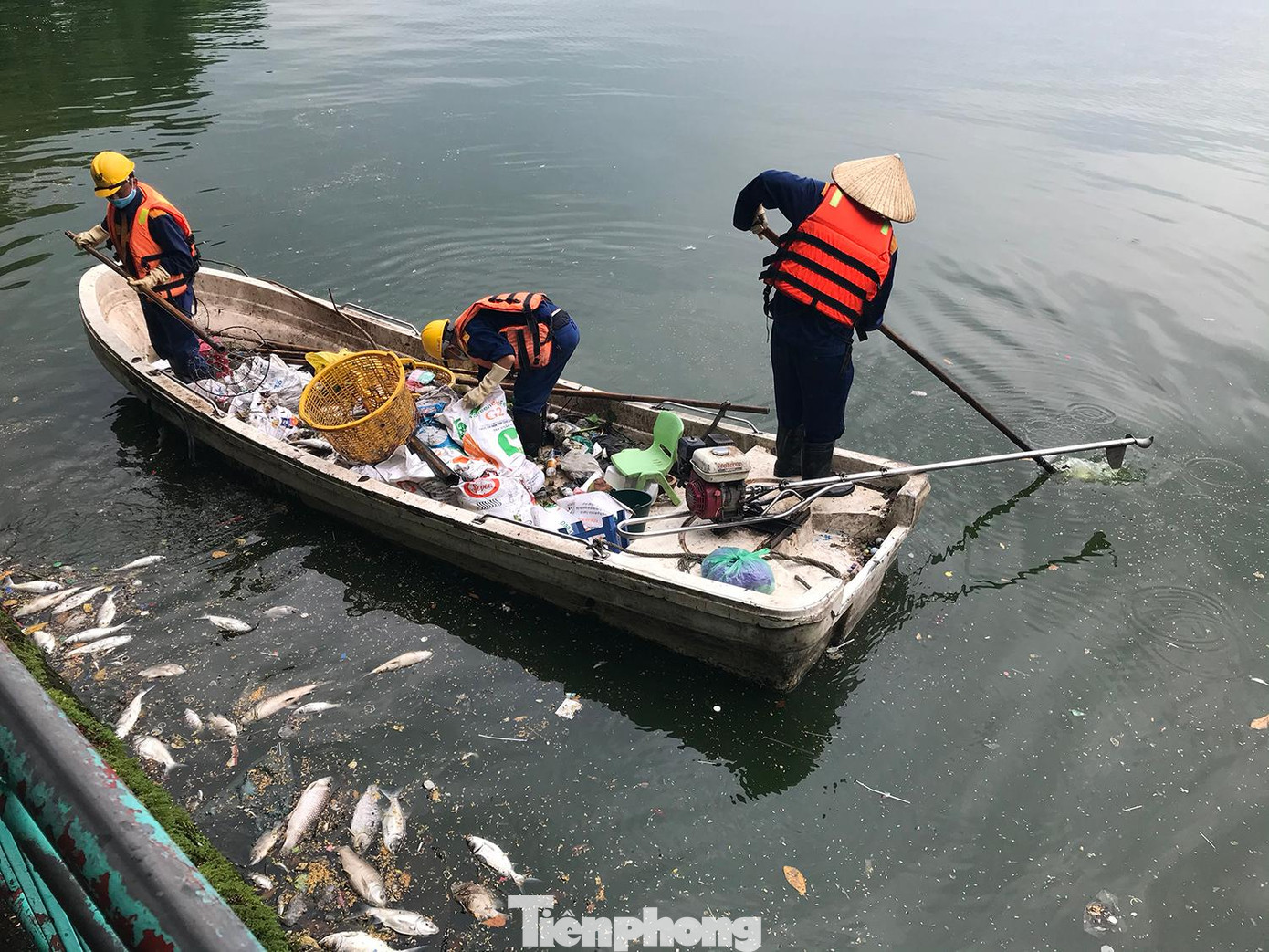 Theo ghi nhận của phóng viên, trong ngày 5/10 cũng xuất hiện nhiều cá chết ở hồ Tây, trong đó có những loại cá rất to. Còn theo người dân ở gần hồ Tây, hiện tượng cá chết đã xuất hiện cách đây vài ngày. Ảnh: Trường Phong