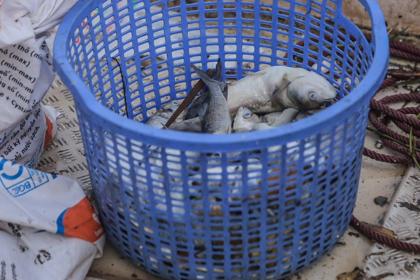 Lượng cá chết ở hồ Tây, theo báo cáo của quận Tây Hồ và các đơn vị liên quan chủ yếu là cá mè, là dạng cá sống ở tầng nổi, dễ bị tác động bởi thay đổi thời tiết hoặc thiếu ô xy trong nước do tảo phát triển. Ảnh: Duy Phạm Lượng cá chết ở hồ Tây, theo báo cáo của quận Tây Hồ và các đơn vị liên quan chủ yếu là cá mè, là dạng cá sống ở tầng nổi, dễ bị tác động bởi thay đổi thời tiết hoặc thiếu ô xy trong nước do tảo phát triển. Ảnh: Duy Phạm