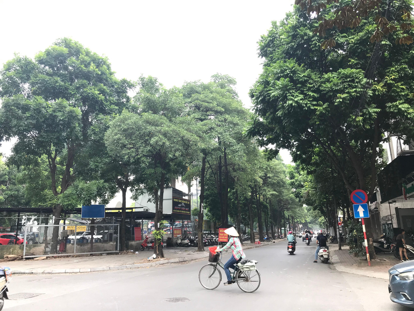 Hàng hoa sữa xanh tốt trên đường Nguyễn Thị Thập. Ảnh: Trường Phong