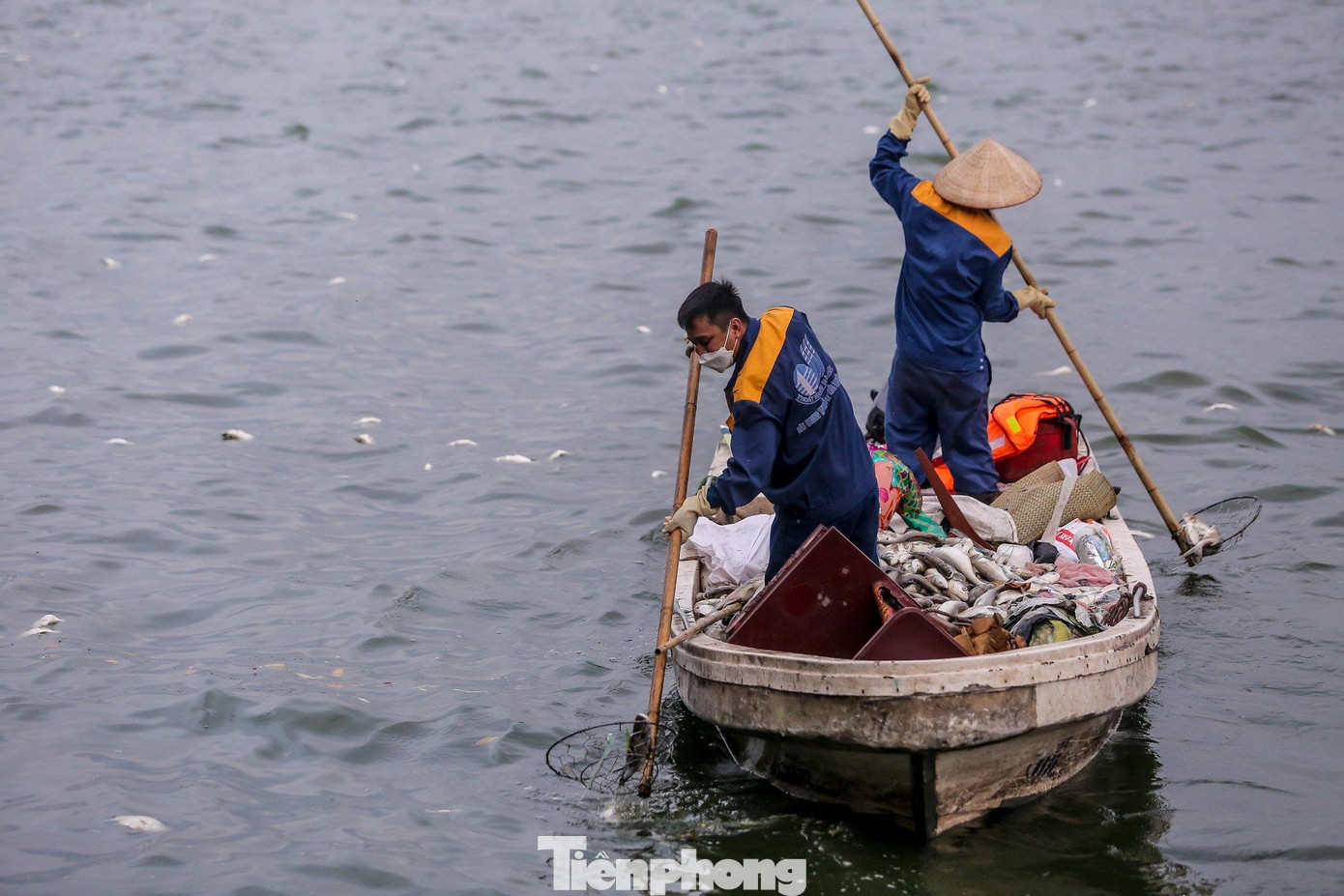 Công nhân vớt cá chết ở hồ Tây ngày 19/11. Ảnh: Duy Phạm