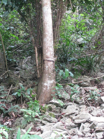 Dấu vết dùng thiết bị buộc vào thân cây để kéo gỗ từ rừng ra. Ảnh: Hoàng Lam. 