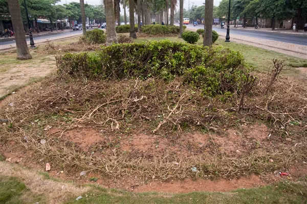 Hoa bị vặt trụi sau đêm Đại lễ