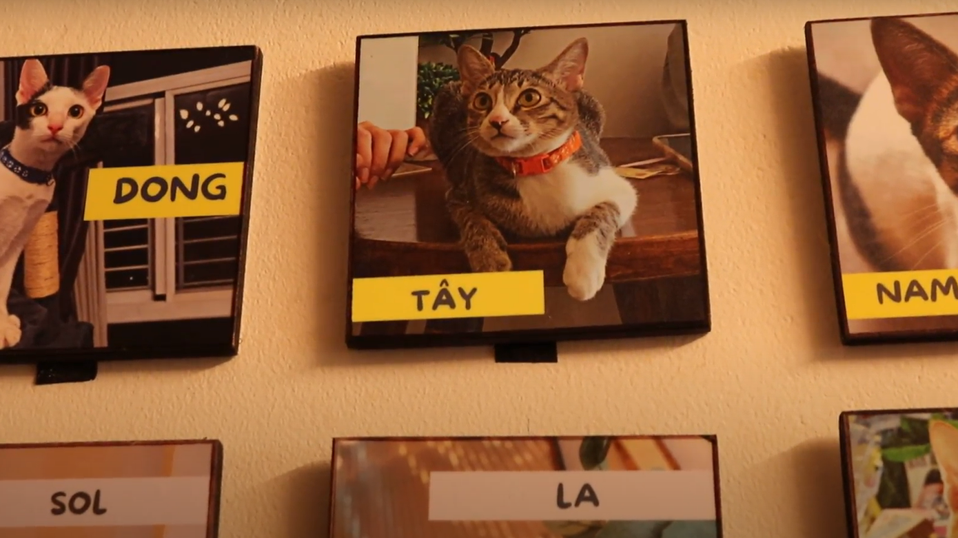 Tên của những chú mèo được đặt theo mô típ đáng yêu như Đông, Tây; hoặc Đô, Rê, Mi...