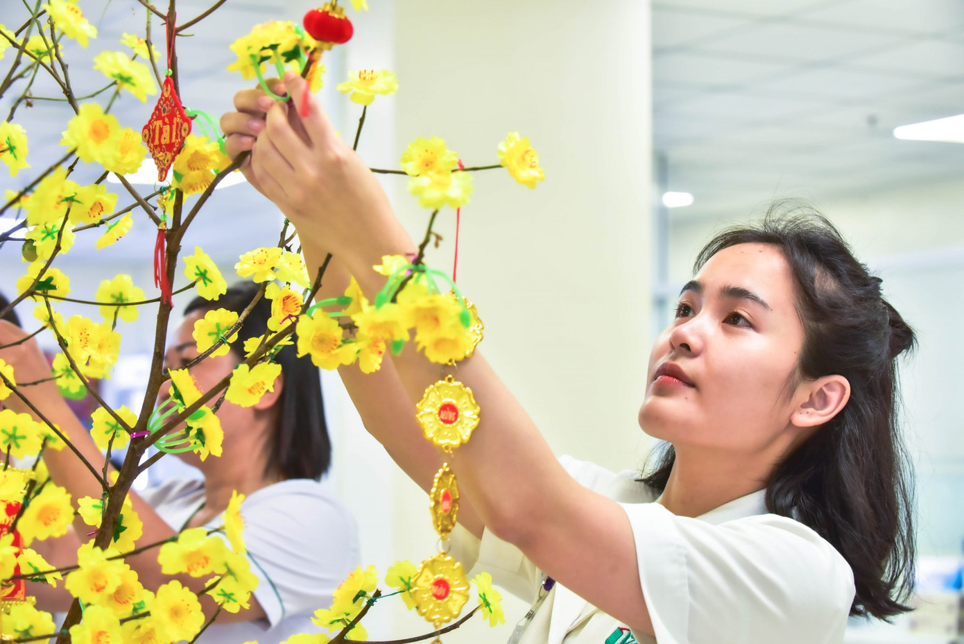 Chăm chút cho góc xuân tại khoa Huyết học.