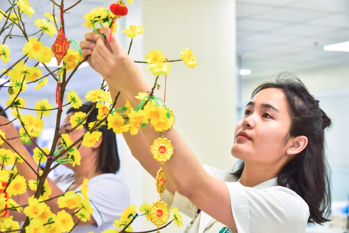 Chăm chút cho góc xuân tại khoa Huyết học.