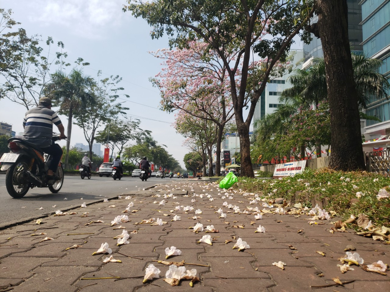 Hoa khi nở sẽ trổ thành từng cụm, lúc rộ có màu hồng tươi đến khi sắp tàn thì có màu hồng phấn. Mỗi cụm có khoảng 5 – 10 bông hoa, nụ hoa lớn nhỏ nối tiếp nhau, hoa rơi thì nụ nở, cứ như thế đến hết mùa.