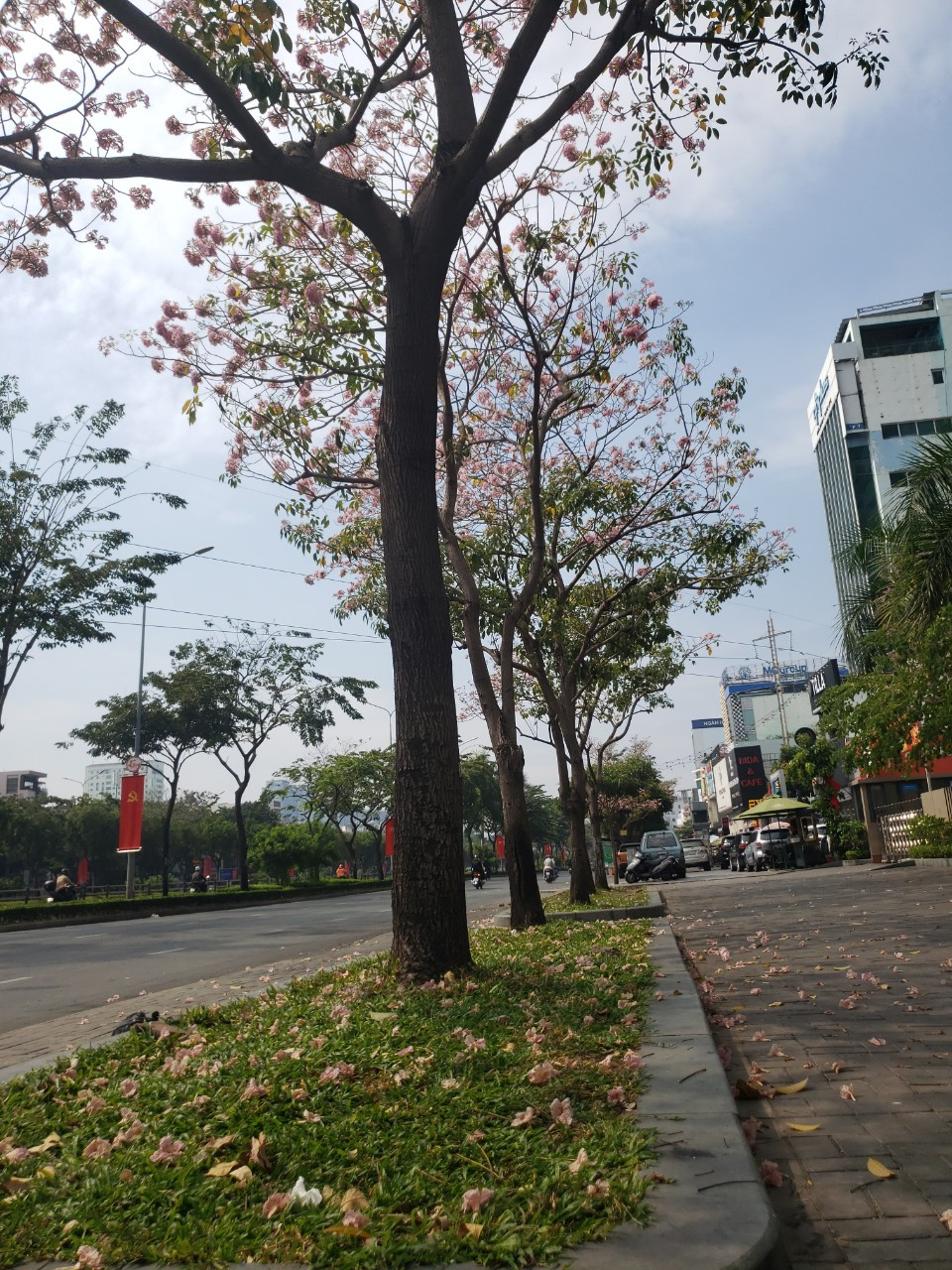 Đa phần là các cây kèn hồng có màu hồng đậm hoặc màu hồng nhạt.