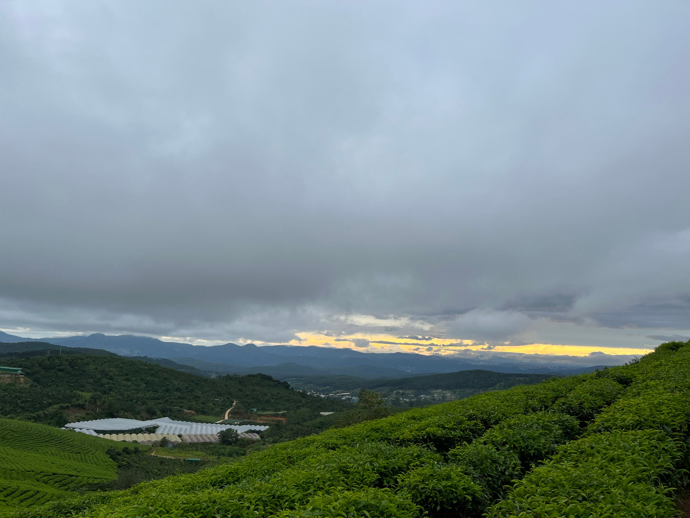 Đồi chè Cầu Đất (Đà Lạt) mang một vẻ đẹp tươi mát, cho khách du lịch cảm giác thư thái, nhẹ nhàng. Đồi chè Cầu Đất (Đà Lạt) mang một vẻ đẹp tươi mát, cho khách du lịch cảm giác thư thái, nhẹ nhàng.